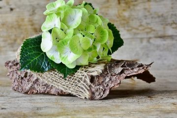 Comment raccourcir un hortensia