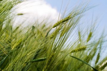 Comment récolter les coques