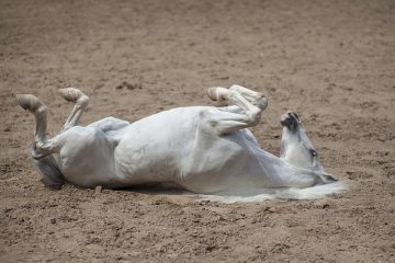 Comment réparer les chevaux à pieds de pigeon