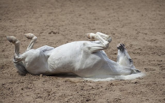 Comment réparer les chevaux à pieds de pigeon