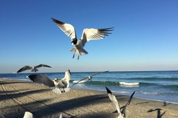 Comment se débarrasser des mouches à sable