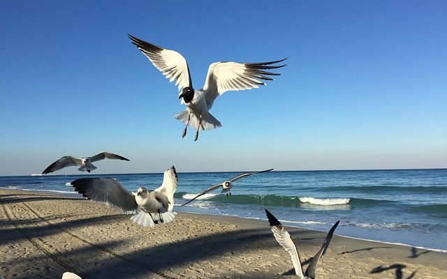 Comment se débarrasser des mouches à sable