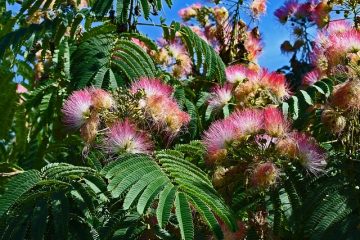 Comment tailler les arbres de mimosa au Royaume-Uni