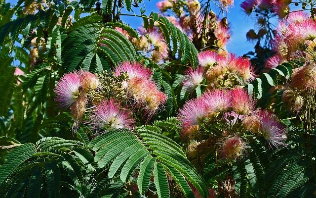 Comment tailler les arbres de mimosa au Royaume-Uni