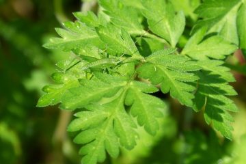 Comment tuer les sauterelles avec du vinaigre de vinaigre