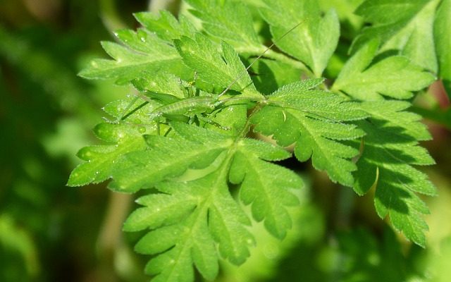 Comment tuer les sauterelles avec du vinaigre de vinaigre