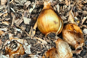 Cycle de vie d'une jonquille