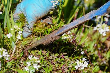 Désherbants qui n'endommagent pas les plantes.