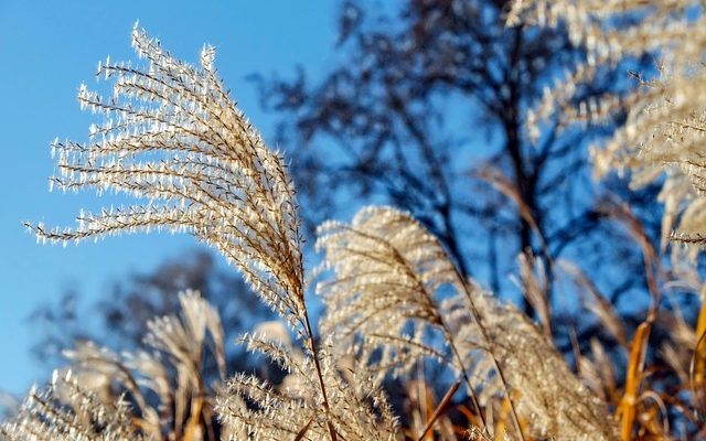 Effets secondaires de la biotique de l'argent