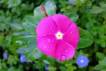 Faits sur la fleur de pervenche