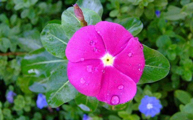 Faits sur la fleur de pervenche