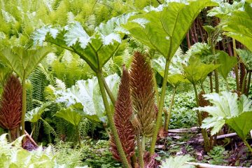 Gunnera soins des plantes