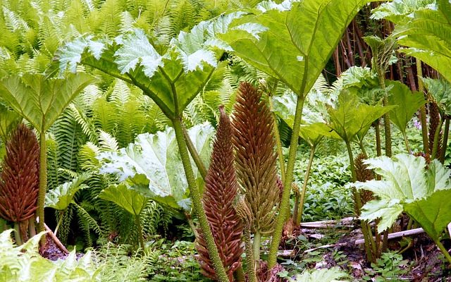 Gunnera soins des plantes