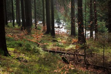 La forêt de boule de neige est-elle dangereuse pour les animaux ?