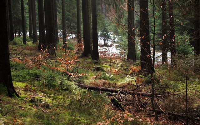 La forêt de boule de neige est-elle dangereuse pour les animaux ?