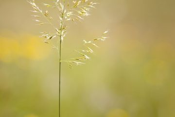 Le meilleur moment pour semer des graines de graminées