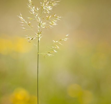 Le meilleur moment pour semer des graines de graminées