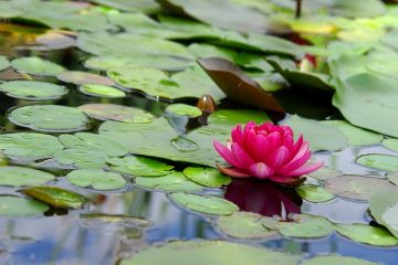 Les caractéristiques d'un nénuphar à eau