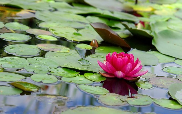 Les caractéristiques d'un nénuphar à eau