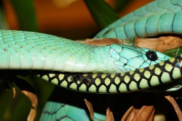 Lois sur le meurtre de serpents au Tennessee