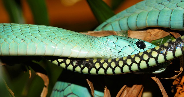 Lois sur le meurtre de serpents au Tennessee