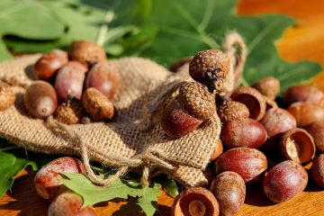 Maladies de l'hortensia à feuilles de chêne