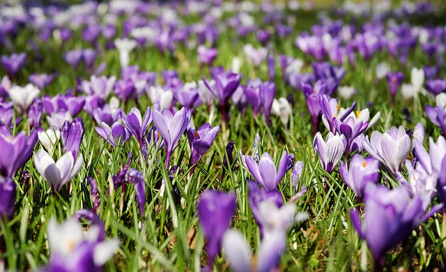 Plantes à tige carrée à fleurs violettes