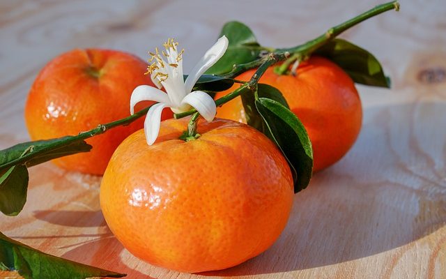 Plantes sûres pour les pinsons zèbres