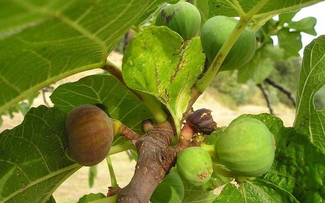 Pourquoi mon arbre Ficus perd ses feuilles ?