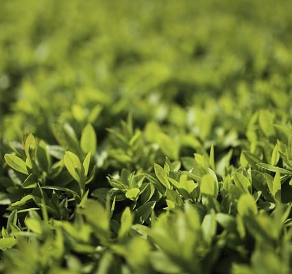 Quand planter du troène