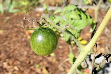 Quel type de tomates pousse le plus rapidement ?