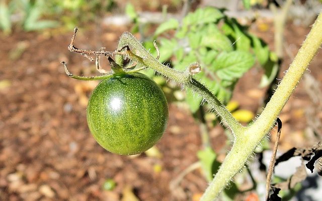 Quel type de tomates pousse le plus rapidement ?