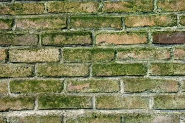 Quelles sont les causes de la moisissure blanche sur les briques ?
