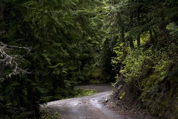 Quels sont les dangers de brûler du bois de cèdre dans un foyer ?