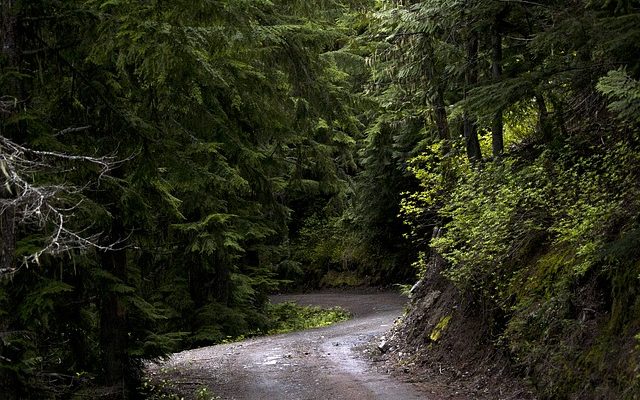 Quels sont les dangers de brûler du bois de cèdre dans un foyer ?