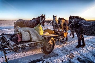 Réactions à l'ivermectine chez les chevaux