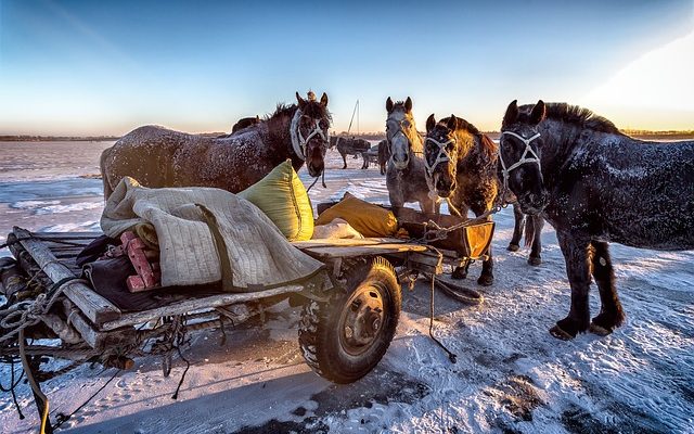 Réactions à l'ivermectine chez les chevaux