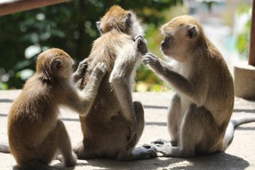 Remèdes à la maison normaux pour les démangeaisons dues aux piqûres de puces sur les chiens.