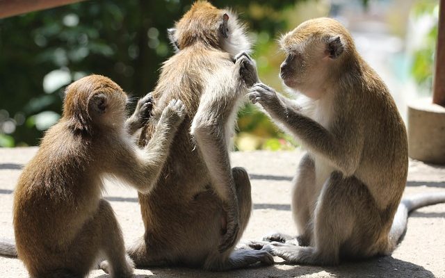 Remèdes à la maison normaux pour les démangeaisons dues aux piqûres de puces sur les chiens.