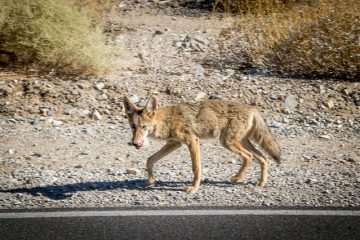 Signes et symptômes de déshydratation et de malnutrition chez les chiens.