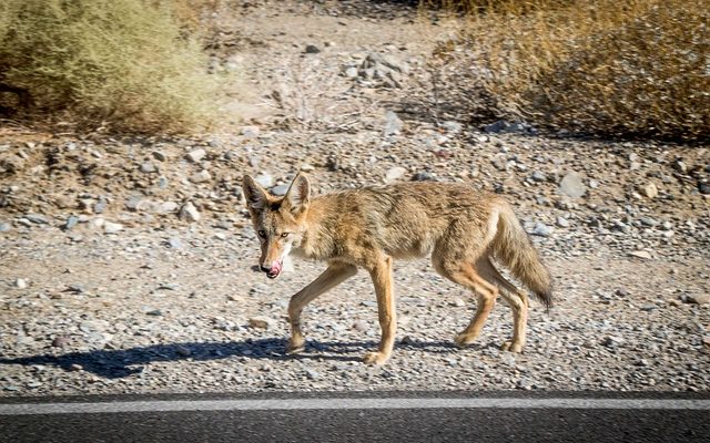 Signes et symptômes de déshydratation et de malnutrition chez les chiens.